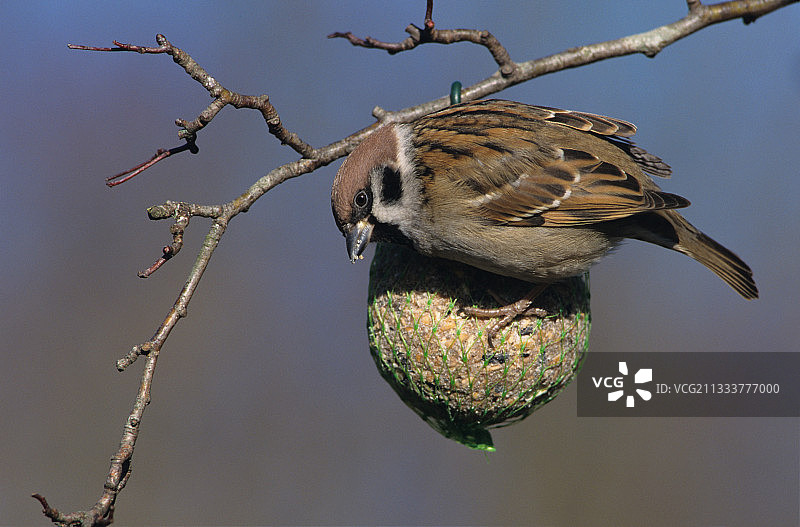 欧亚麻雀在法国吃鸟食图片素材