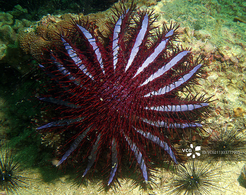 棘冠海星吞噬珊瑚图片素材