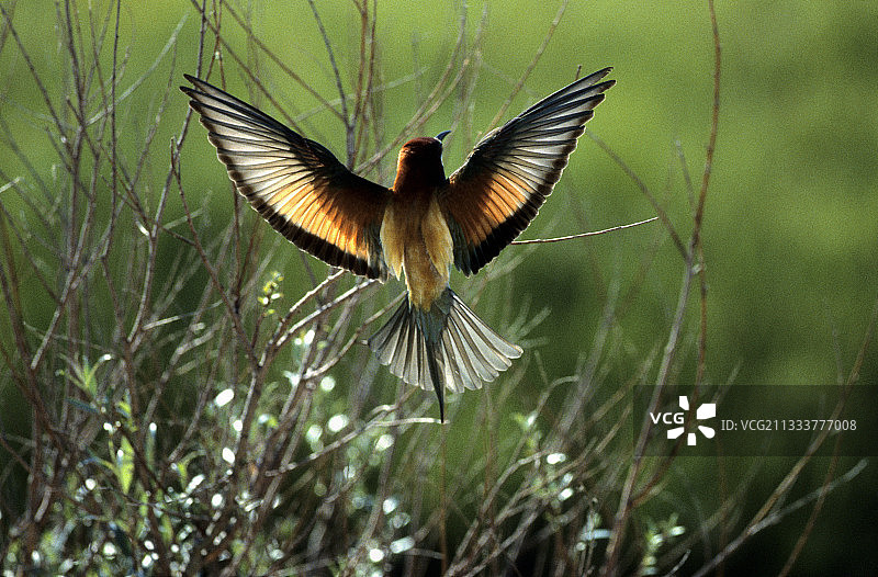 展开翅膀的欧洲蜂虎，法国图片素材