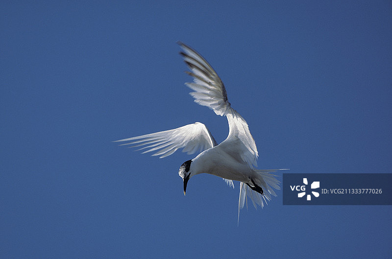 悬停捕鱼的白额燕鸥，法国图片素材
