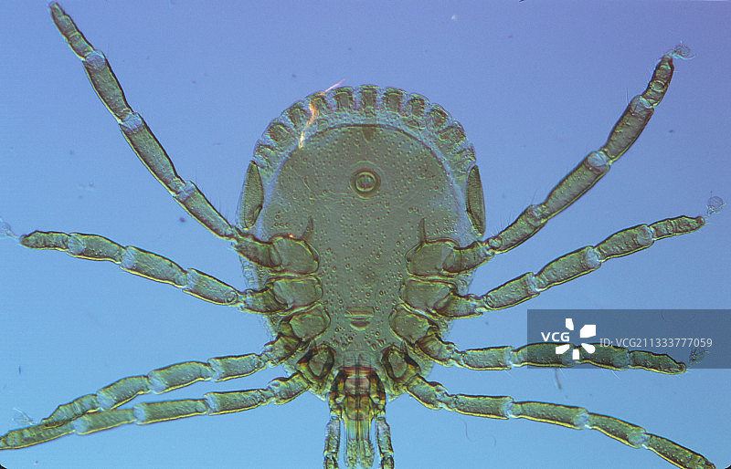 孤星壁虱20倍放大特写图片素材