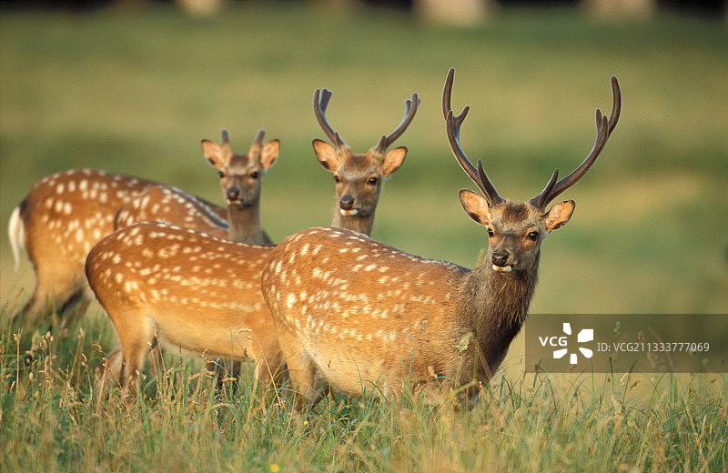 丹麦迪勒哈文图片素材