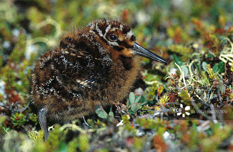 米湖是一个火山口湖图片素材