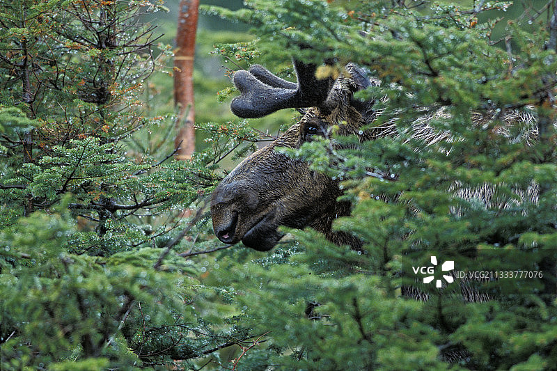 隐藏在植被中的雄性驼鹿，加拿大图片素材