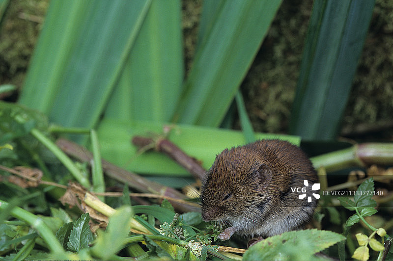 正在吃法国的银行田鼠（Myodes glareolus）图片素材