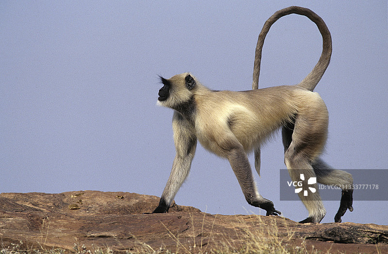 行走在印度塔尔沙漠的雄性北方平原灰叶猴图片素材