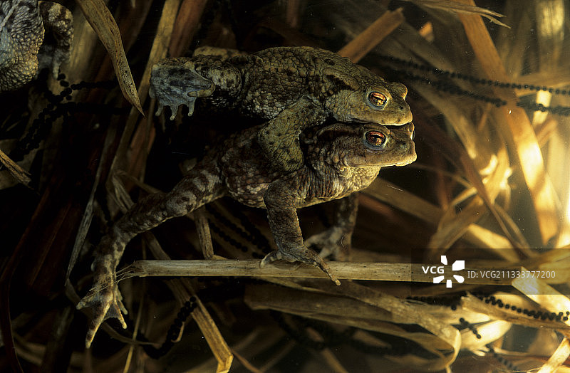 蟾蜍交配和蟾蜍卵（法国）图片素材
