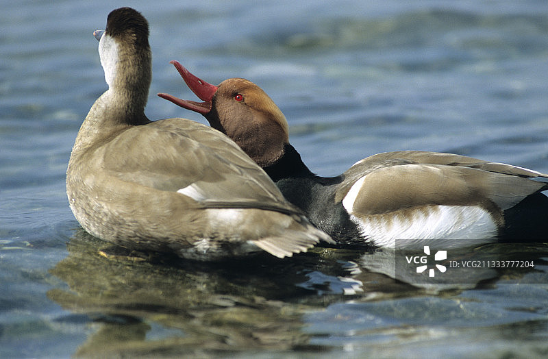 日内瓦湖上的红头潜鸭图片素材