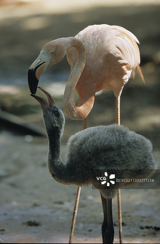 智利火烈鸟喂养幼鸟图片素材