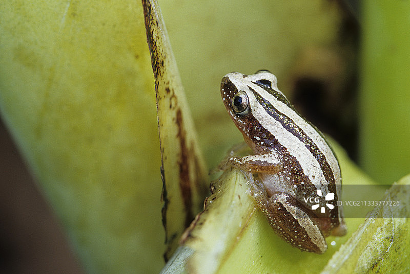 刚果香蕉树叶上的树蛙图片素材
