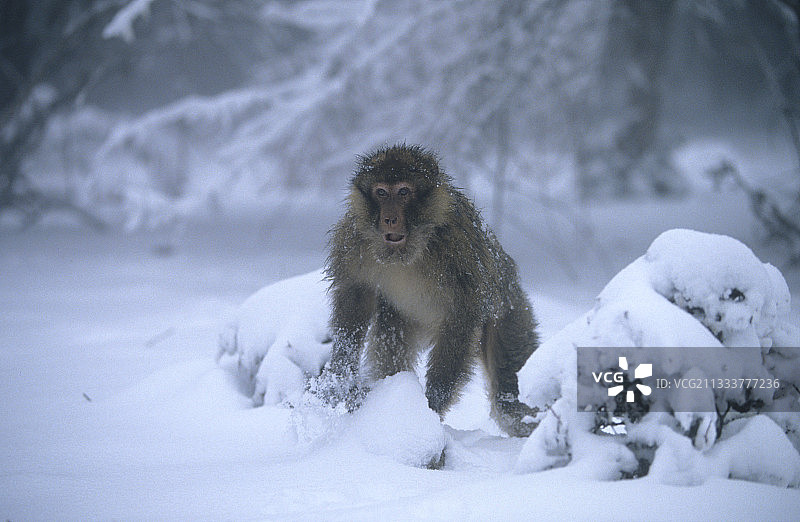 摩洛哥中阿特拉斯山脉雪地里的雄性巴巴里猕猴图片素材