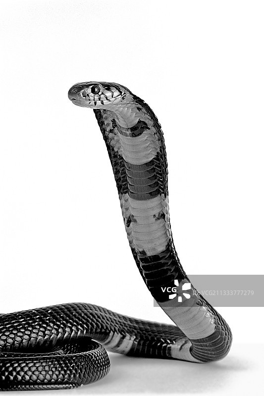 处于防御姿势的黑唇眼镜蛇图片素材