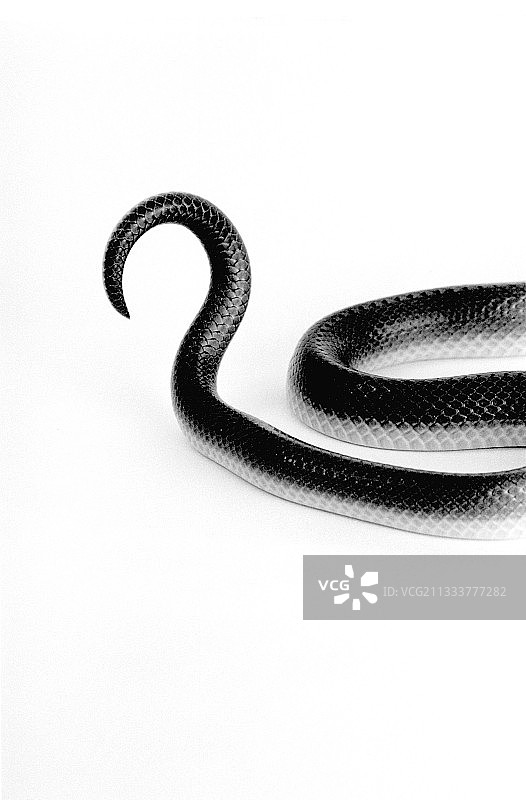 极光屋蛇尾巴工作室图片素材