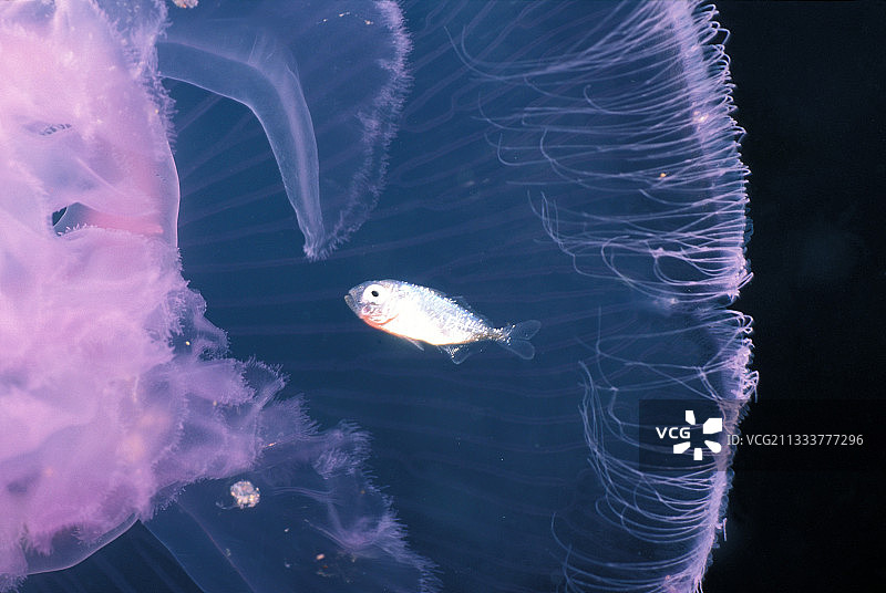 月亮水母和幼杰克，埃及红海图片素材