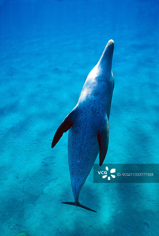 热带斑纹，红海，埃及图片素材