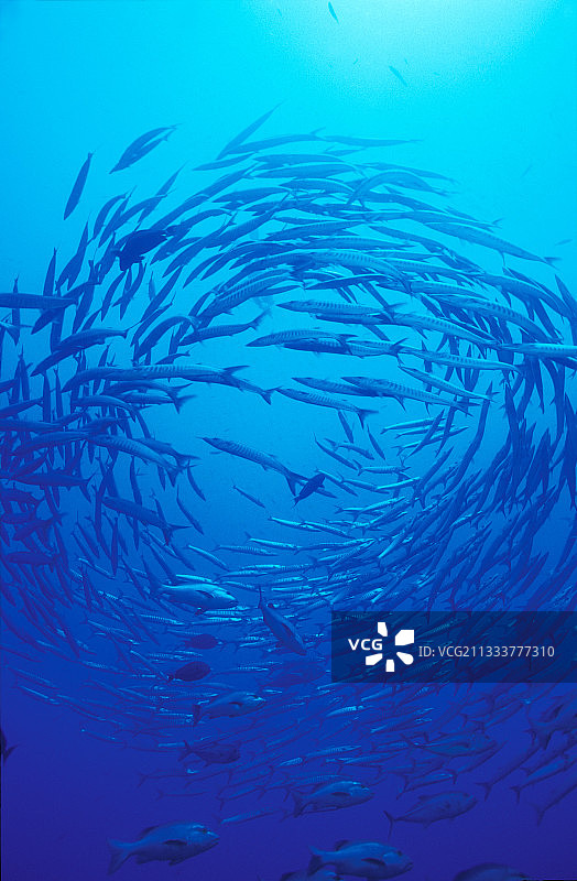 红海埃及的梭鱼群图片素材