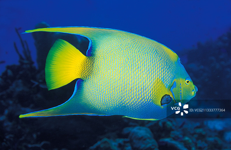 女王神仙鱼，科苏梅尔，尤卡坦，墨西哥图片素材