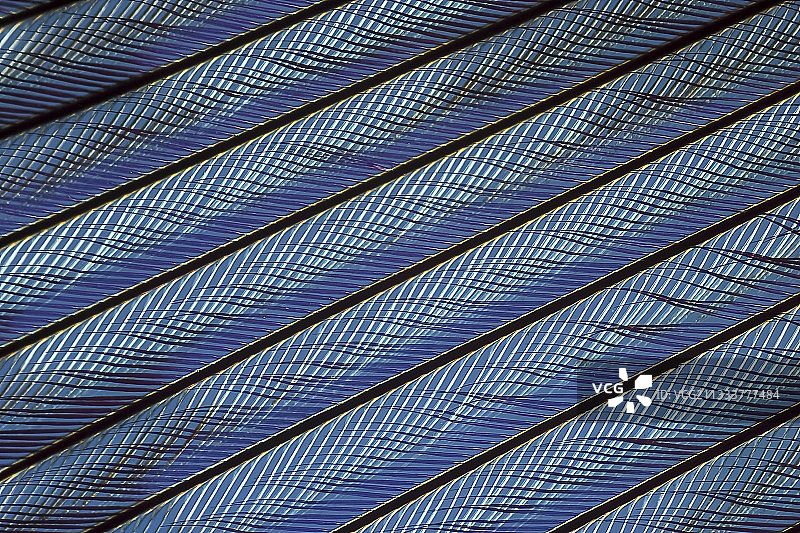 珍珠鸡羽毛放大50倍图片素材