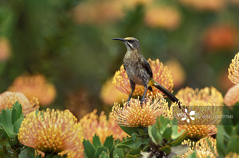 海角糖鸟与针垫花，西开普省赫尔德堡图片素材