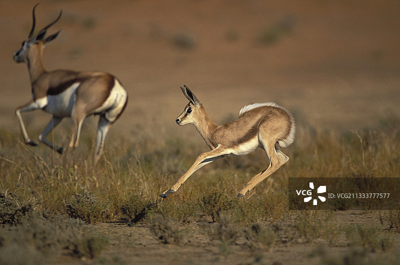 卡拉哈迪跨境公园图片素材