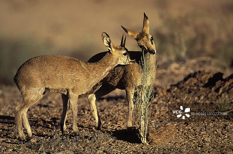 跳羚用眶前腺标记气味，南非国家公园图片素材