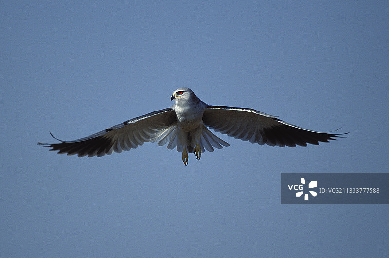 南非克鲁格国家公园的黑肩鸢图片素材