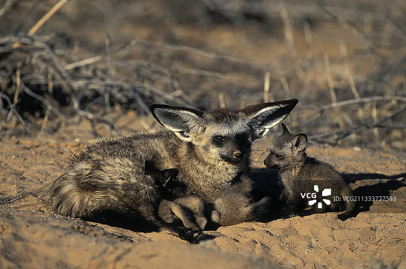 卡拉哈迪跨境公园图片素材