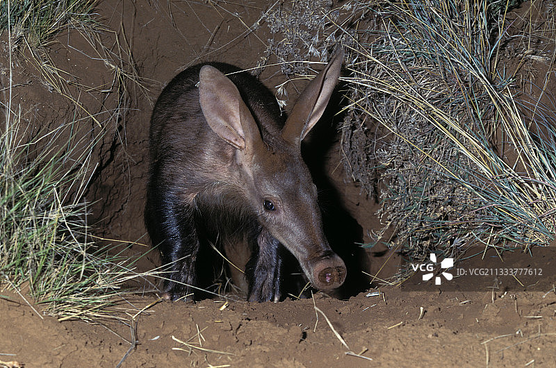 土豚从洞穴中钻出 自由州图片素材