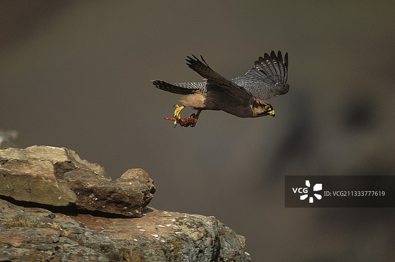飞翔的猎隼，巨人城堡，德拉肯斯堡，肯尼亚图片素材
