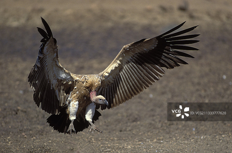 在夸祖鲁-纳塔尔省的白背兀鹫图片素材