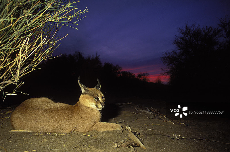 奥格拉比斯瀑布国家公园黄昏下的狞猫图片素材