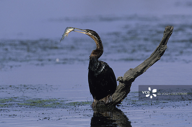 克鲁格国家公园的非洲蛇鹈，南非姆普马兰加省图片素材