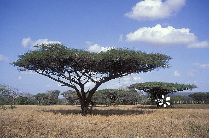 姆库泽野生动物保护区的伞刺树，夸祖鲁-纳塔尔省，南非图片素材