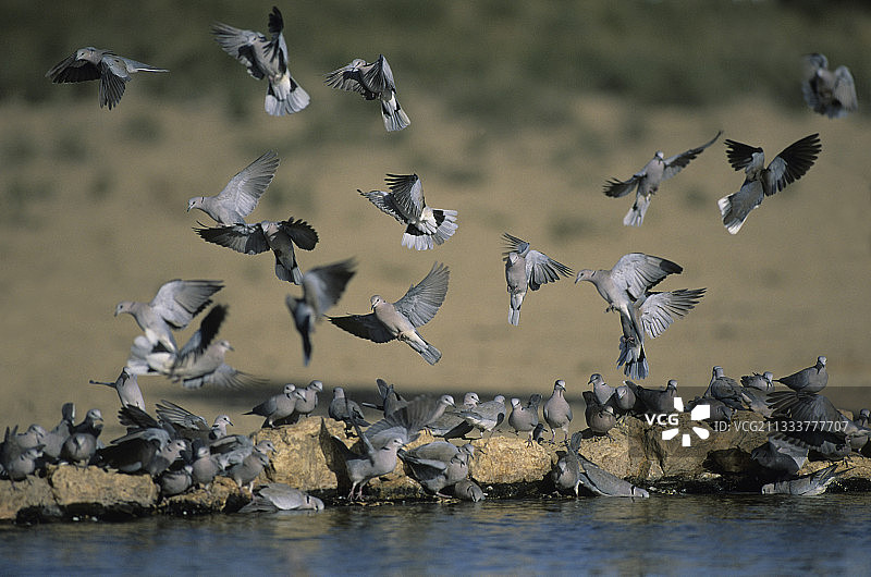 卡拉哈里跨界公园水坑的棕背鹊鸽图片素材