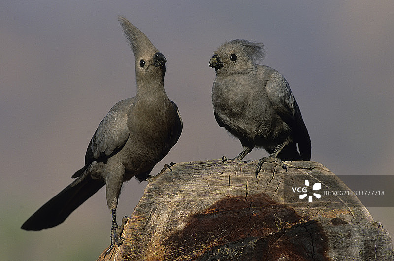 克鲁格国家公园灰姬咬鹃图片素材