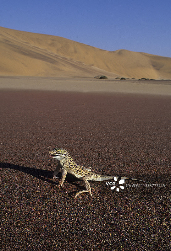 纳米比亚纳米布沙漠的铲吻蜥蜴图片素材