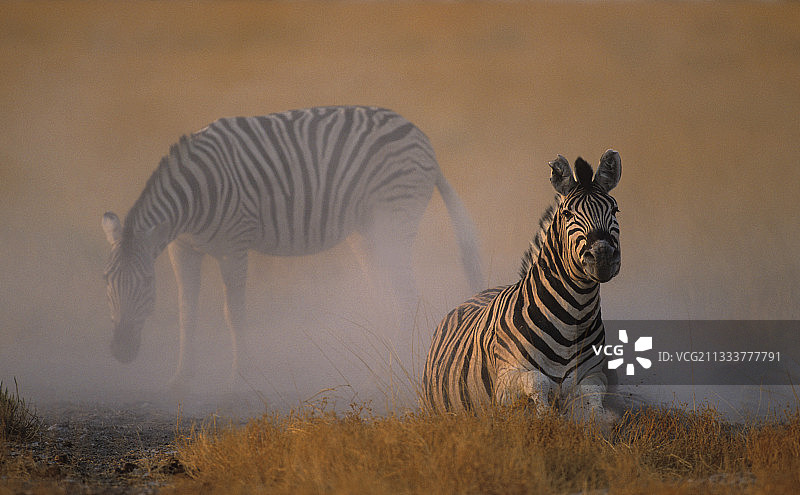 在纳米比亚埃托沙国家公园沙浴的斑氏马图片素材