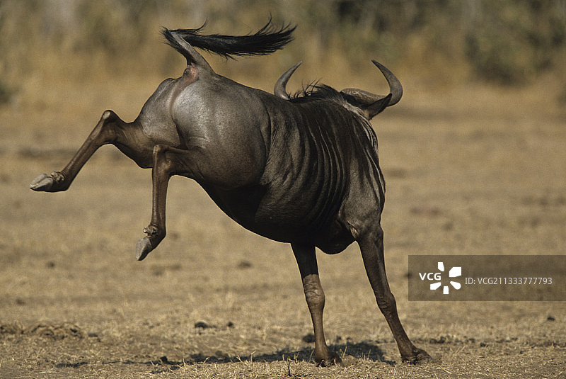 克鲁格国家公园的蓝色牛羚图片素材