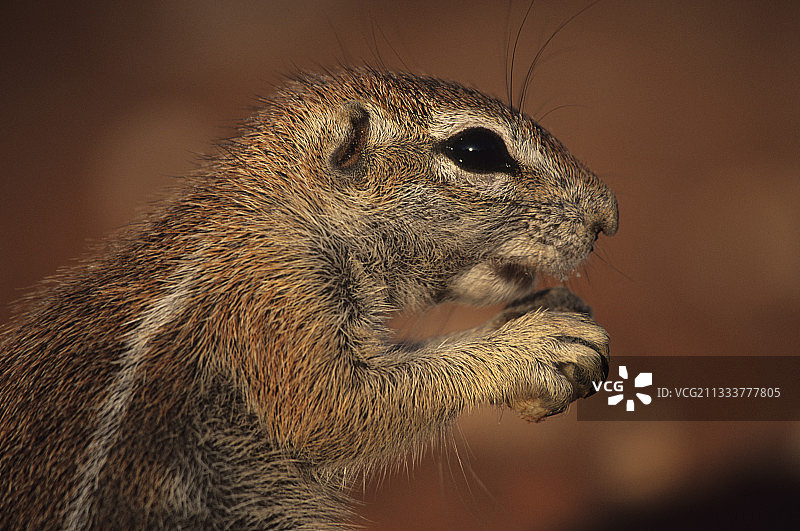 卡拉哈里宝石羚羊国家公园的地松鼠图片素材