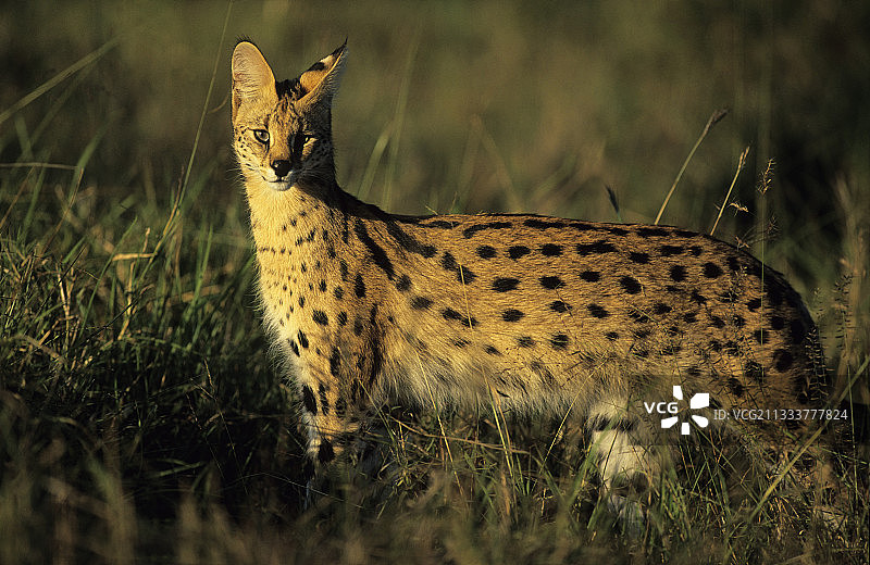 卡帕马禁猎区的薮猫，南非图片素材