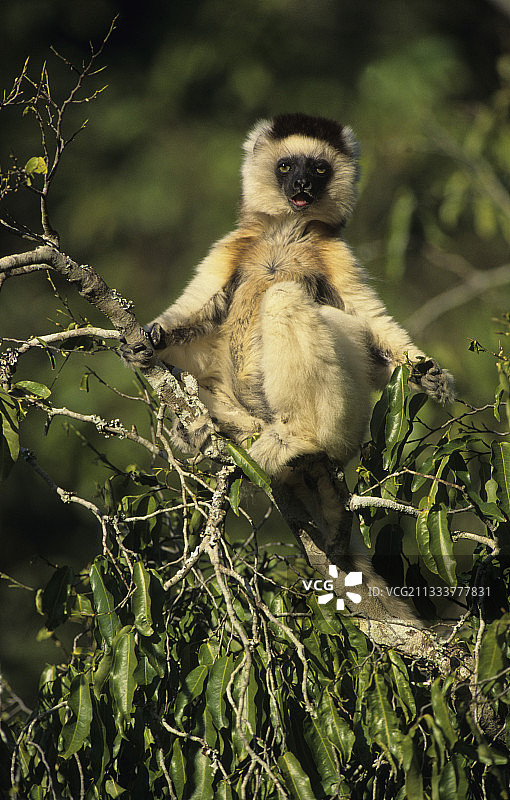 马达加斯加岛贝伦蒂的维氏冕狐猴图片素材