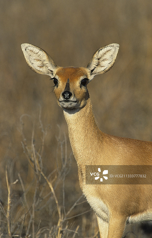 克鲁格国家公园的斯坦波克羚羊图片素材