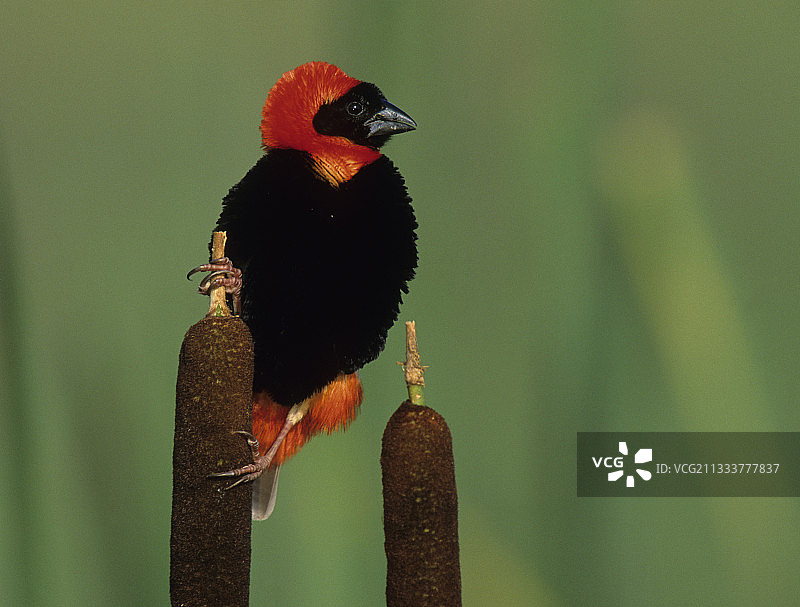 夸祖鲁-纳塔尔省的红主教鸟图片素材