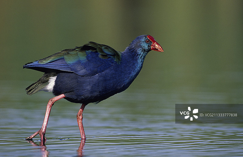 夸祖鲁-纳塔尔省紫水鸡图片素材