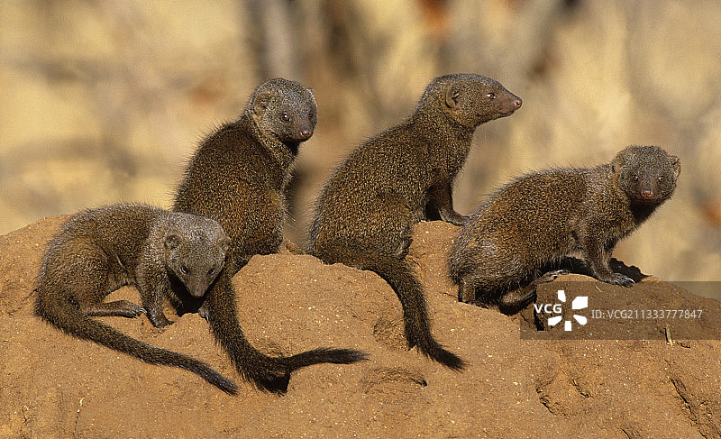 克鲁格国家公园白蚁丘上的侏儒猫鼬图片素材