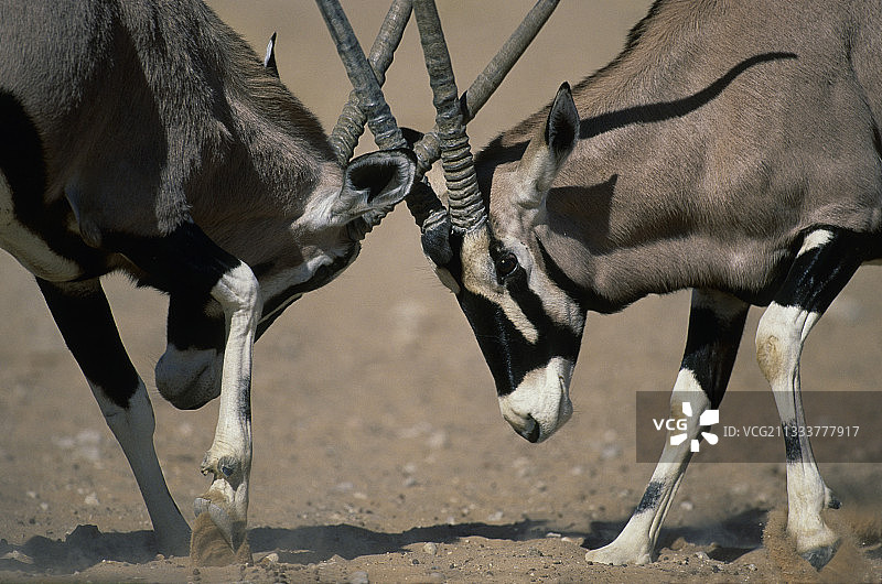 在卡拉哈迪的剑羚打斗图片素材