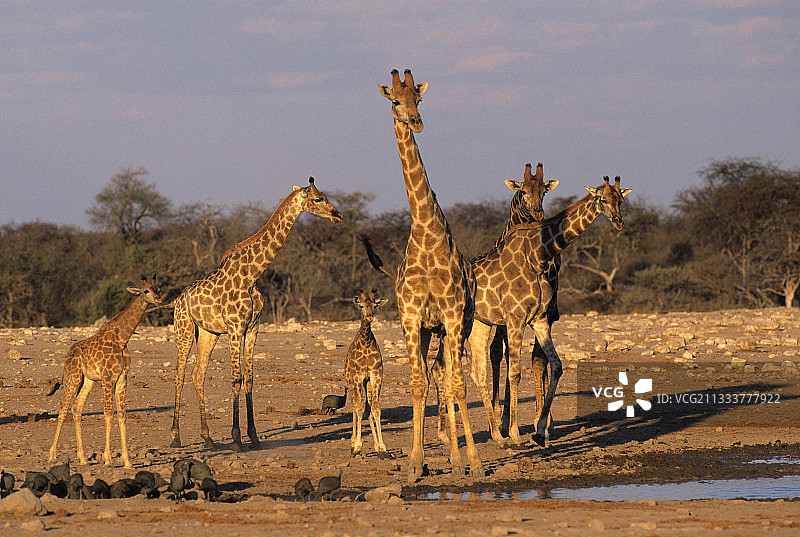 埃托沙国家公园长颈鹿群在水边图片素材