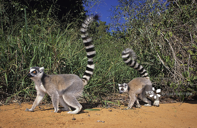 马达加斯岛伯伦蒂的环尾狐猴图片素材