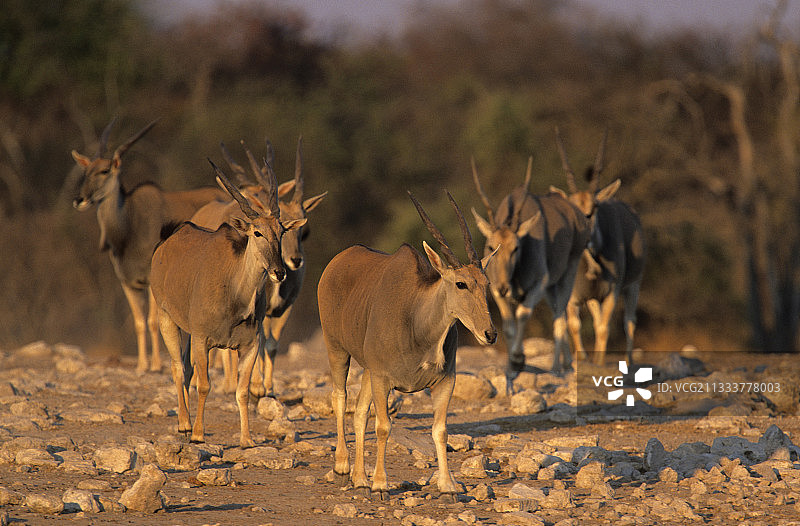 接近埃托沙国家公园水坑的非洲大羚羊群图片素材