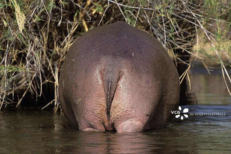 克鲁格国家公园的河马图片素材